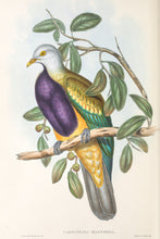 Load image into Gallery viewer, Wompoo Fruit Dove (Ptilinopus magnificus)