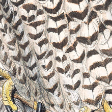 Load image into Gallery viewer, Powerful Owl (Ninox strenua)