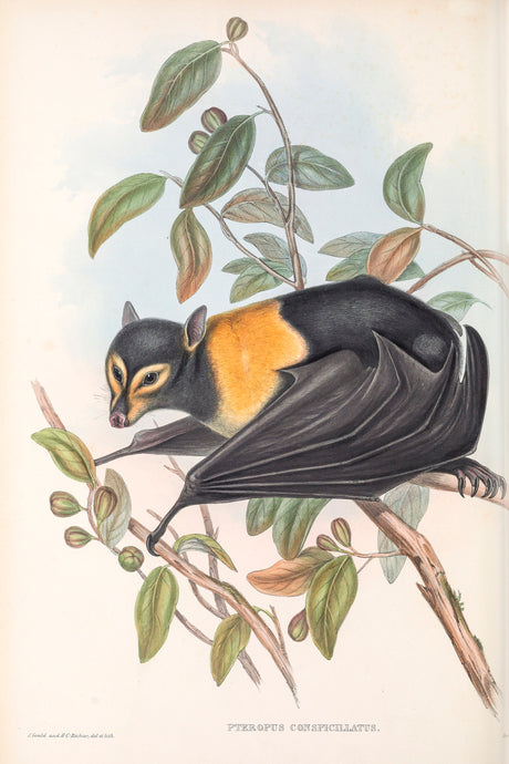 Spectacled Flying Fox