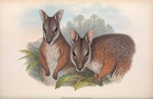 Load image into Gallery viewer, Tammar Wallaby