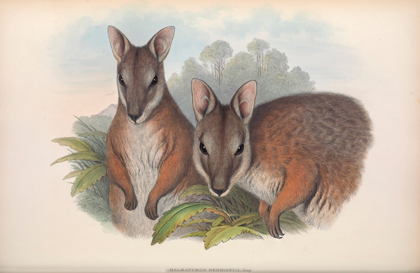 Tammar Wallaby