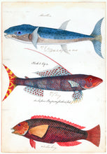 Load image into Gallery viewer, Sketches of Australian Fishes - Third Voyage of HMS Beagle