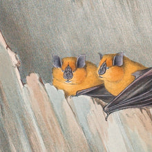 Load image into Gallery viewer, Orange leaf-nosed bat