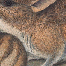 Load image into Gallery viewer, Eastern Barred Bandicoot