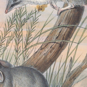 Red-tailed phasgogale