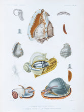 Load image into Gallery viewer, Molluscs