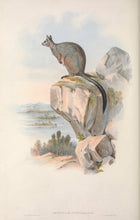 Load image into Gallery viewer, Unadorned Rock-wallaby