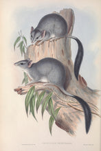 Load image into Gallery viewer, Brush-tailed phascogale