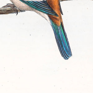 Red-backed kingfisher (Todiramphus pyrrhopygius)