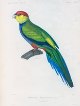 Load image into Gallery viewer, Red-capped Parrot