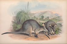 Load image into Gallery viewer, Western brush wallaby