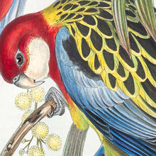 Load image into Gallery viewer, Eastern Rosella (Platycercus eximius)