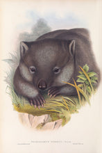 Load image into Gallery viewer, Wombat