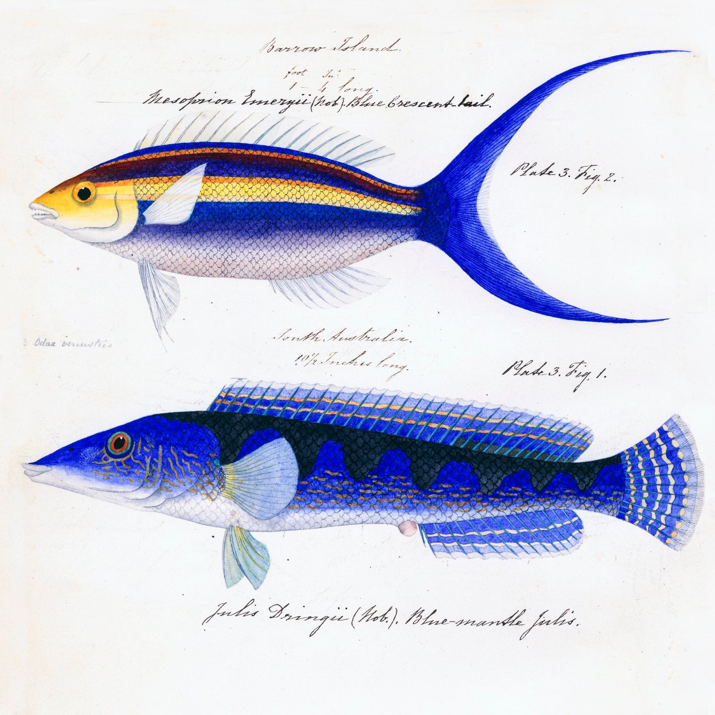 Sketches of Australian Fishes - Third Voyage of HMS Beagle