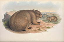 Load image into Gallery viewer, Wombat