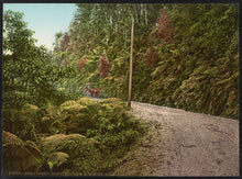 Load image into Gallery viewer, Road Scene, Cambewarra Mountains, NSW