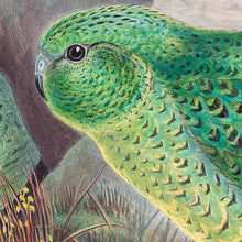 Load image into Gallery viewer, Night Parrot (Pezoporus occidentalis)
