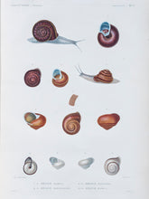 Load image into Gallery viewer, Molluscs