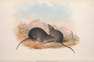 Dusky Antechinus