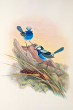 Load image into Gallery viewer, Superb Fairy Wren or Blue Wren (Malurus cyaneus)