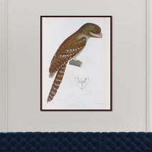 Load image into Gallery viewer, The Papuan Frogmouth