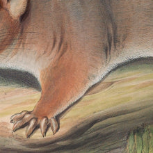 Load image into Gallery viewer, Ringtail Possum