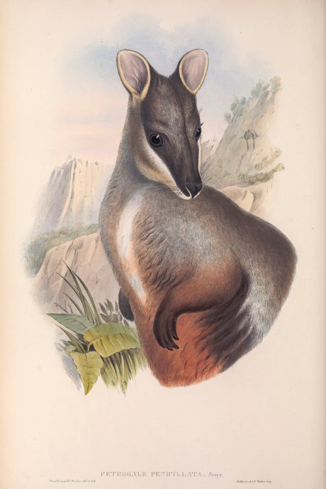 Brush-tailed rock-wallaby