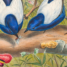 Load image into Gallery viewer, White-winged Fairy Wren (Malurus leuconotus), west and inland Australia