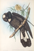 Load image into Gallery viewer, Baudin’s Black Cockatoo (Calyptorhynchus baudinii), or Long-billed Black Cockatoo, 1848