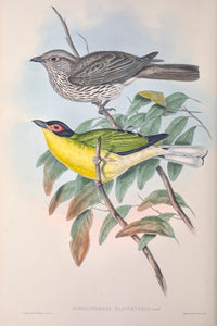 Golden Fig Bird (Sphecotheres flaviventris), north-eastern Australia and Torres Strait Islands