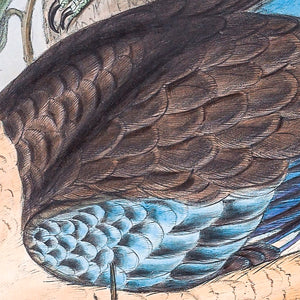Blue-winged Kookaburra (Dacelo leachii), 1848