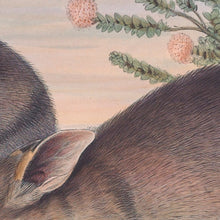 Load image into Gallery viewer, Western Barred Bandicoot