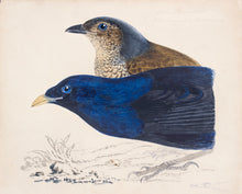 Load image into Gallery viewer, Bowerbirds