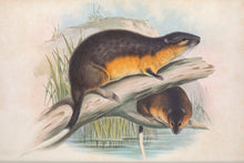 Load image into Gallery viewer, The Rakali, or Water Rat