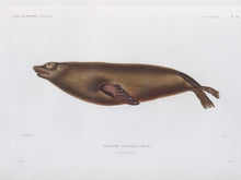 Load image into Gallery viewer, Sea Lion (male)