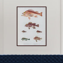 Load image into Gallery viewer, Fish