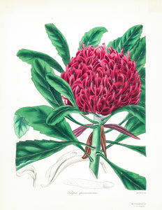 Waratah (Telopea speciosissima)