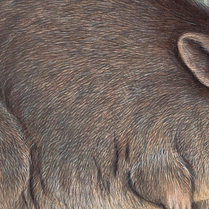 Gilbert's Potoroo (Potorous gilbertii)