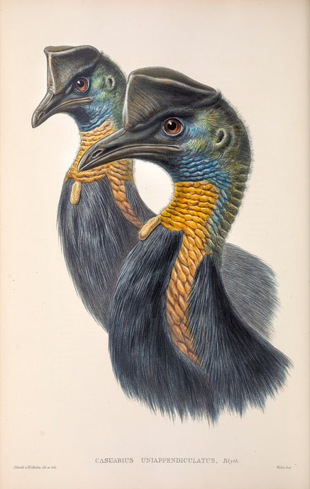 Northern cassowary (Casuarius unappendiculatus), New Guinea