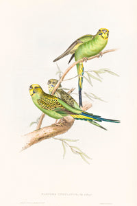 Budgerigar (Melopsittacus undulatus)
